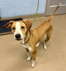 Shelter Stray Female Dog last seen Near Winding Glen Drive, 30038, GA, 3280 Chamblee Dunwoody Rd, Chamblee, GA 30341, USA