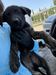 Shelter Stray Male Dog last seen S Henderson Rd & S Grantland Ave, Raisin City Zone Fresno CO 1A 93652,, 1510 W Dan Ronquillo Dr, Fresno, CA 93706, USA