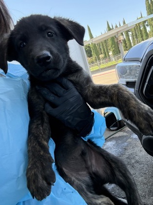 Shelter Stray Male Dog last seen S Henderson Rd & S Grantland Ave, Raisin City Zone Fresno CO 1A 93652,, 1510 W Dan Ronquillo Dr, Fresno, CA 93706, USA