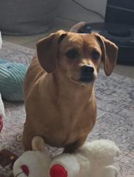 Reunited Female Dog last seen Peavine Hollow Road, Crozet, VA 22932