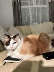 Reunited Female Cat last seen Crawford Road/Birchwood close, Birchwood, England AL10 0PE