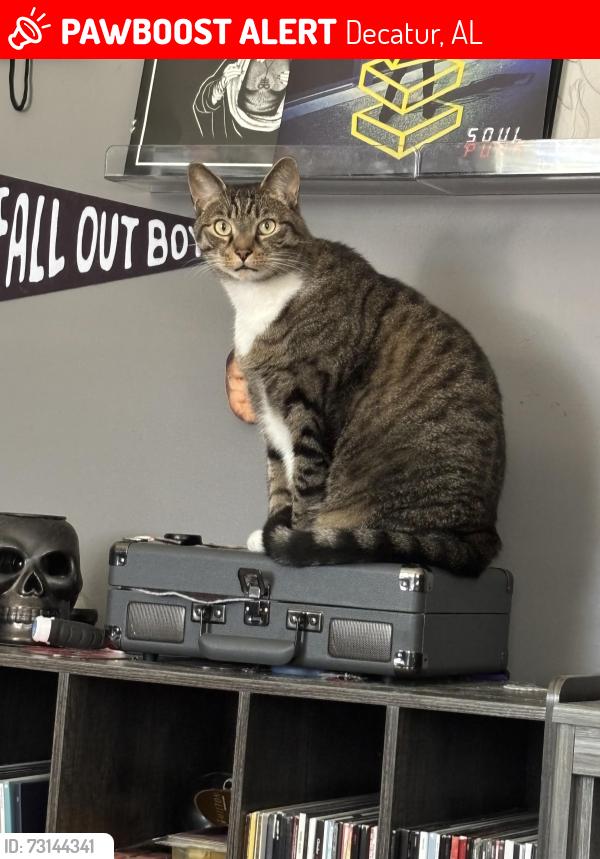 Lost Male Cat last seen Cougar Lane, Decatur, AL 35601