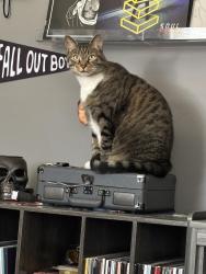 Lost Male Cat last seen Cougar Lane, Decatur, AL 35601