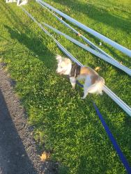 Reunited Male Dog last seen Taylor and Beach. Street, Montebello, CA 90640