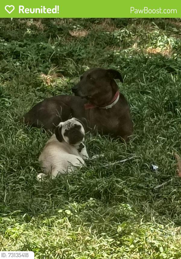 Reunited Female Dog last seen N. SN Marcos St., Seguin, TX 78155