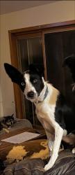 Reunited Female Dog last seen Near and Dean St, Woodstock, IL 60098