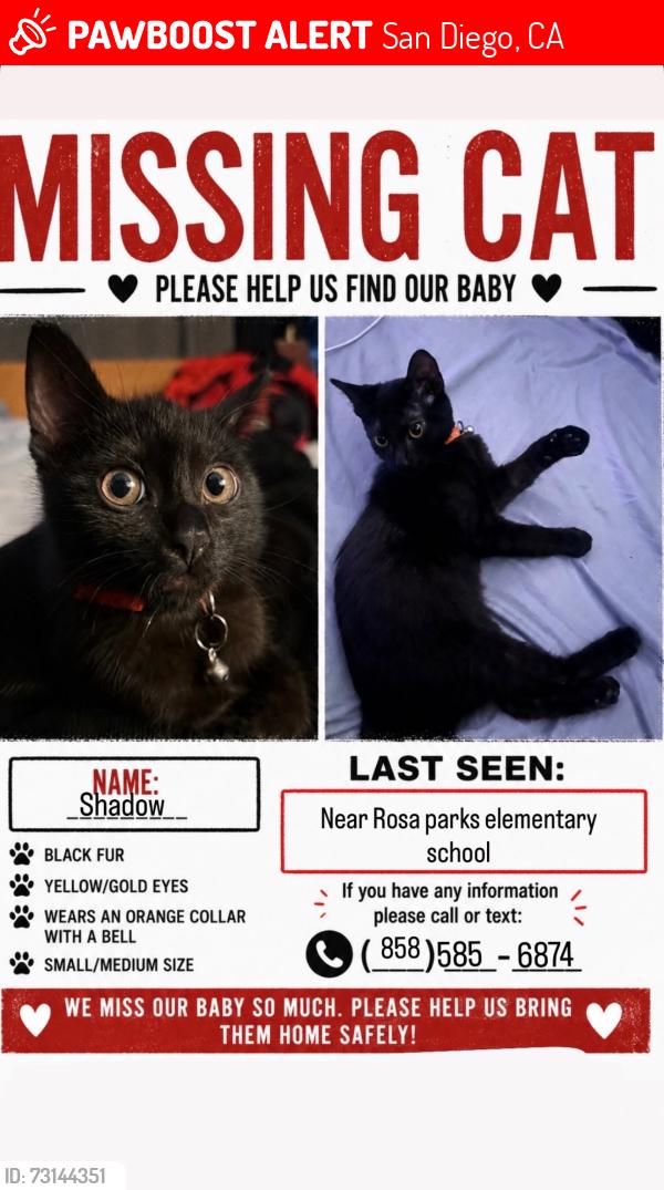Lost Male Cat last seen Rosa parks elementary school, San Diego, CA 92105
