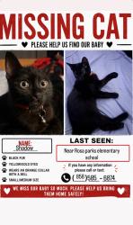 Lost Male Cat last seen Rosa parks elementary school, San Diego, CA 92105