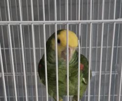 Found/Stray Unknown Bird last seen Found near E Camp Wisdom Rd and N Cockrell Hill [N of I-20] CORRECT Zip Code 75116, Duncanville, TX 75237