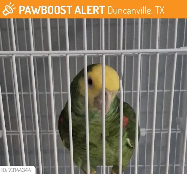 Found/Stray Unknown Bird last seen Found near E Camp Wisdom Rd and N Cockrell Hill [N of I-20] CORRECT Zip Code 75116, Duncanville, TX 75237
