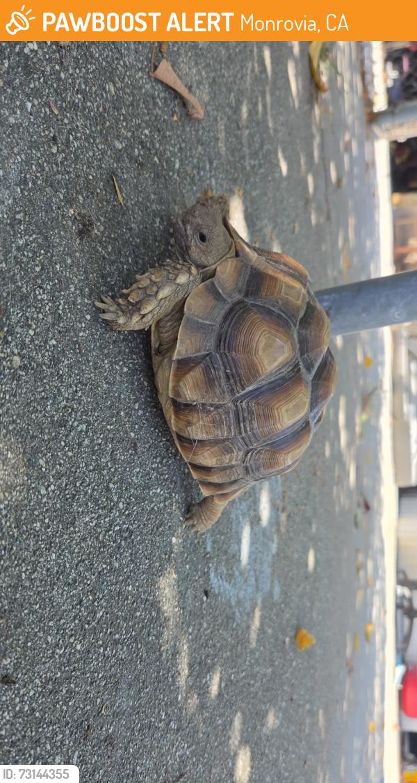 Found/Stray Unknown Reptile last seen West Olive Ave., Monrovia, CA 91016