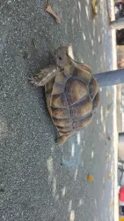 Found/Stray Unknown Reptile last seen West Olive Ave., Monrovia, CA 91016