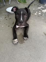 Found/Stray Unknown Dog last seen Colton Ave, Colton, CA 92324