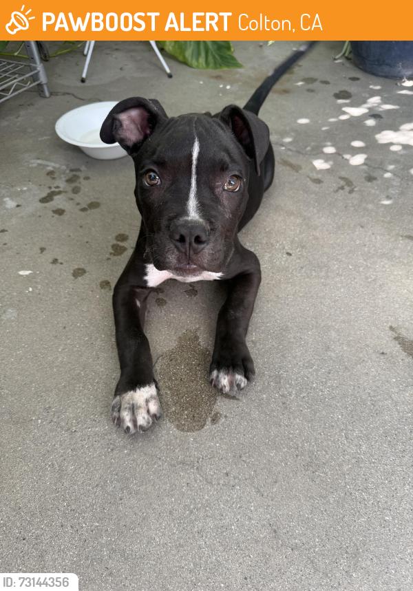 Found/Stray Unknown Dog last seen Colton Ave, Colton, CA 92324