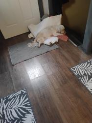 Reunited Female Dog last seen Atkinson and Harbor, Columbus, OH 43232