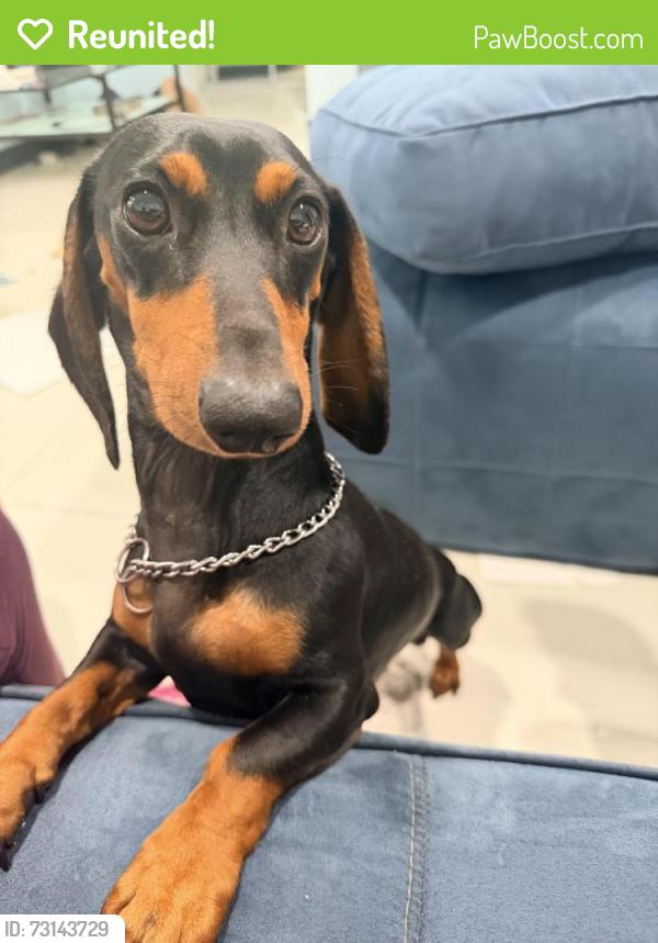 Reunited Male Dog last seen Chapultepec, Hallandale Beach, FL 33009