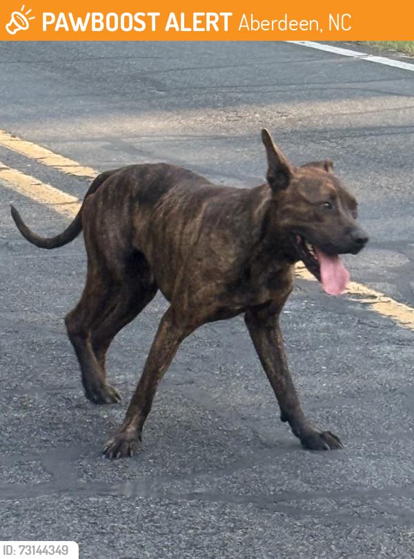 Found/Stray Male Dog last seen Reservation rd / Calloway Rd, Aberdeen, NC 28315