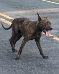 Found/Stray Male Dog last seen Reservation rd / Calloway Rd, Aberdeen, NC 28315