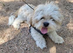 Reunited Male Dog last seen 12th st and Indian School rd, Albuquerque, NM 87107