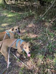 Reunited Female Dog last seen Sandy’s Consignment, Gainesville, FL 32606