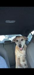 Found/Stray Female Dog last seen Near NW 153rd St, Miami Gardens, FL 33054, Opa-locka, FL 33054