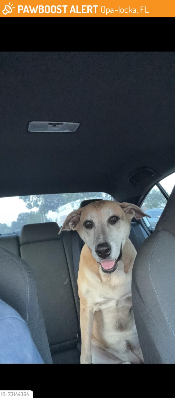 Found/Stray Female Dog last seen Near NW 153rd St, Miami Gardens, FL 33054, Opa-locka, FL 33054
