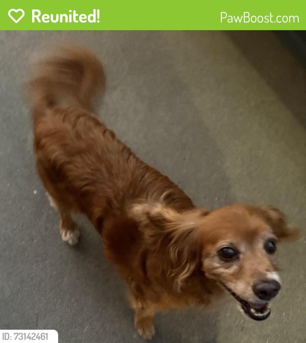 Reunited Male Dog last seen Citrus Avenue and Mauna Loa, Azusa, CA 91740