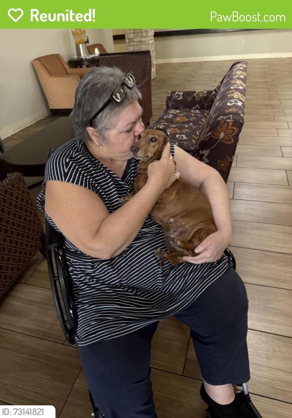 Reunited Female Dog last seen Near Montessouri Street Las Vegas NV 89113, Las Vegas, NV 89113