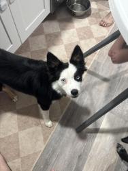 Reunited Male Dog last seen Thomas Road, Springtown, TX 76082