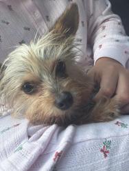 Found/Stray Female Dog last seen Bertini rd, Raleigh, NC 27616