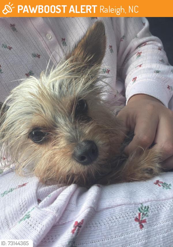 Found/Stray Female Dog last seen Bertini rd, Raleigh, NC 27616