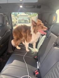 Found/Stray Unknown Dog last seen Pleasant street, Oakland, CA 94602