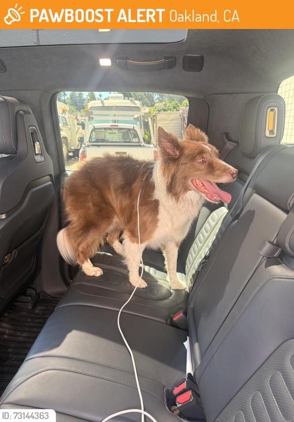 Found/Stray Unknown Dog last seen Pleasant street, Oakland, CA 94602
