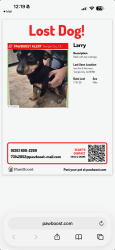 Lost Male Dog last seen Hermosa and Ivar, Temple City, CA 91780
