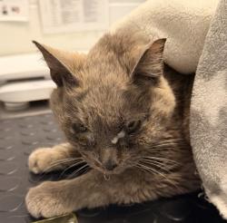 Shelter Stray Female Cat last seen Jewel at the Park Apartments, Lakewood, CO, 80232, 580 McIntyre St, Golden, CO 80401, USA