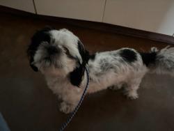 Shelter Stray Male Dog last seen Near Prock Lane, AUSTIN, TX, 78721, 7201 Levander Loop bldg a, Austin, TX 78702, USA