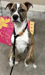 Shelter Stray Female Dog last seen Appleway & Liberty Lake, LIBERTY LAKE, WA, 99019, 6815 E Trent Ave, Spokane, WA 99212, USA