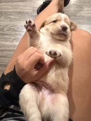 Lost Male Dog last seen Lower School campus, River Ridge, LA 70123