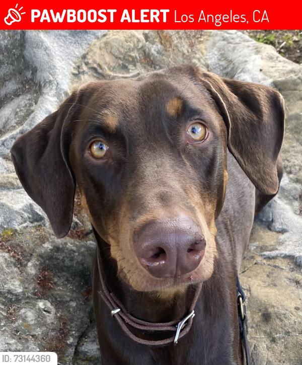 Lost Male Dog last seen Near fountain and Hyperion. At the bottom of the bridge in Siverlake, Los Angeles, CA 90039