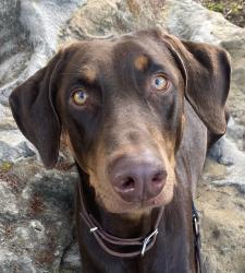 Lost Male Dog last seen Near fountain and Hyperion. At the bottom of the bridge in Siverlake, Los Angeles, CA 90039