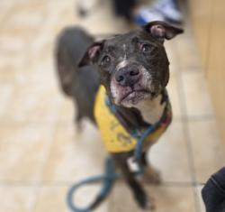 Shelter Stray Female Dog last seen OWNER SURRENDER, OR, 1700 W Historic Columbia River Hwy, Troutdale, OR 97060, USA