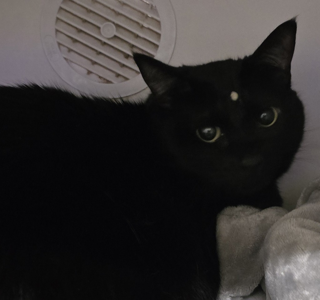 Shelter Stray Female Cat last seen Near Petree Street, El Cajon, CA, 92020, El Cajon, CA 92020, USA