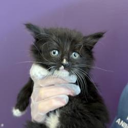 Shelter Stray Female Cat last seen Near E Delrio Street, unincorporated, UT, 84118, 511 W 3900 S, Salt Lake City, UT 84123, USA