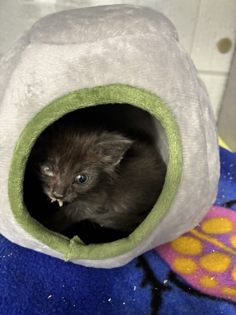Shelter Stray Female Cat last seen Near W 5215 S, Kearns Township, UT, 84118, 511 W 3900 S, Salt Lake City, UT 84123, USA