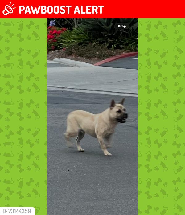 Lost Male Dog last seen Coral Cay Lane and Pacific Coast Highway, Huntington Beach, CA 92649