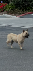 Lost Male Dog last seen Coral Cay Lane and Pacific Coast Highway, Huntington Beach, CA 92649