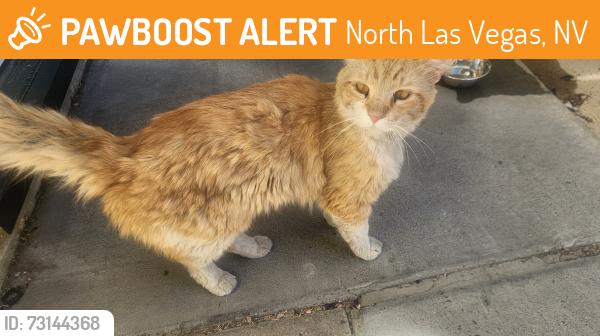 Found/Stray Unknown Cat last seen Near fay herron. Date found was estimated, North Las Vegas, NV 89030