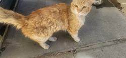 Found/Stray Unknown Cat last seen Near fay herron. Date found was estimated, North Las Vegas, NV 89030