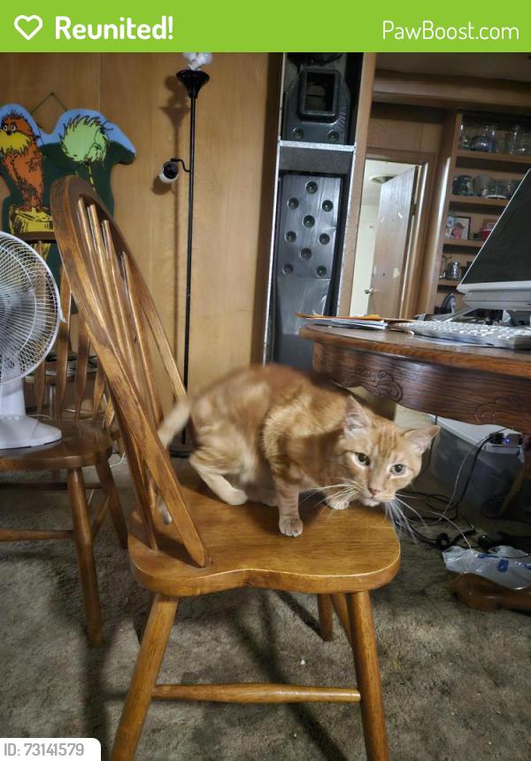 Reunited Male Cat last seen Central and Atrisco, Albuquerque, NM 87105