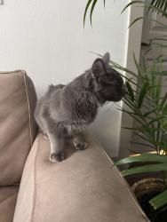 Reunited Unknown Cat last seen Olympic and Grand, Los Angeles, CA 90015